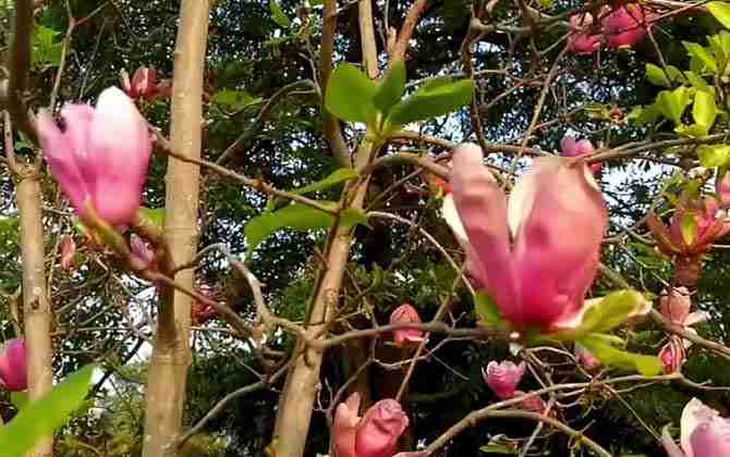 玉兰花什么时候开花季节(晚香玉兰花什么时候开花)